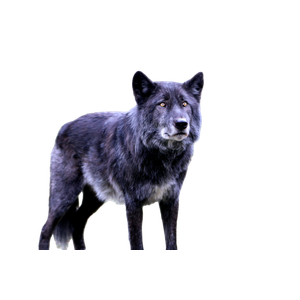 Black And Grey Wolf