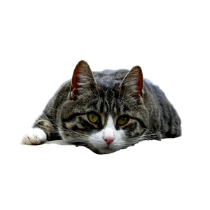 Black And White Cat – cat PNG with transparent background