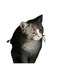 Black And White Cat In A Dark Area – cat PNG with transparent background