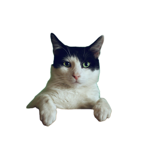 Related cat image: Black And White Cat Lying On Brown Bamboo Chair Inside Room