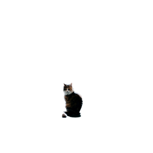 Black And White Cat Near White Cabinet – cat PNG with transparent background