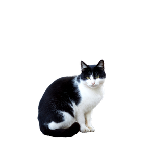 Black And White Cat On Ground