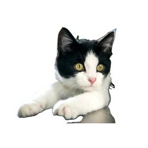 Black And White Cat On Table – cat PNG with transparent background