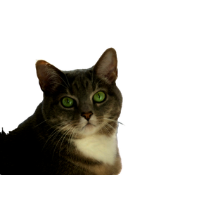 Black And White Cat On White And Red Textile - Cat PNG image with transparent background