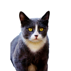 Black And White Cat With Green Eyes - Cat PNG image with transparent background