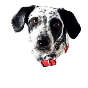 Black And White Dalmatian Mix – cat PNG with transparent background