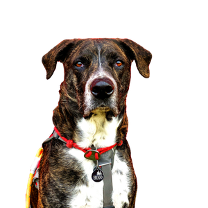 Black And White Dog – cat PNG with transparent background