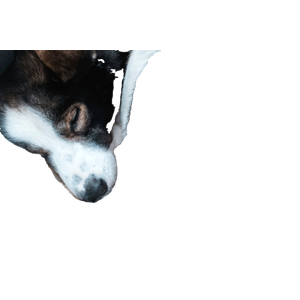 Black And White Dog – cat PNG with transparent background