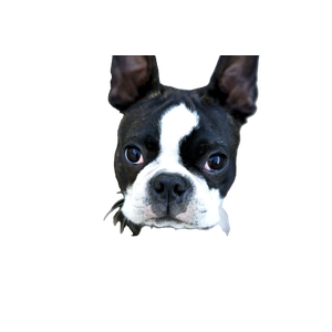 Black And White Dog – cat PNG with transparent background