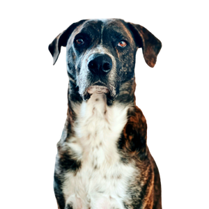 Black And White Dog – cat PNG with transparent background