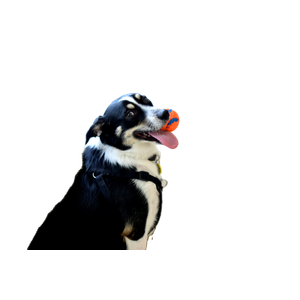 Black And White Dog Near White Bed – cat PNG with transparent background