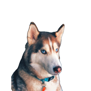 Black And White Husky – cat PNG with transparent background