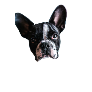 Black And White Puppy – cat PNG with transparent background