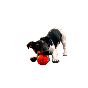 Related cat image: Black And White Short Coated Dog Playing Red Ball On Black Carpet