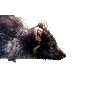 Black Animal On Green Grass – cat PNG with transparent background