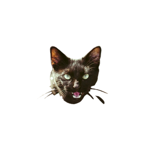 Black Cat – cat PNG with transparent background