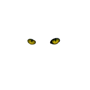 Black Cat In Close Up Photography – cat PNG with transparent background