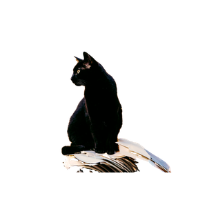 Black Cat In Front Of Yellow Wall – cat PNG with transparent background
