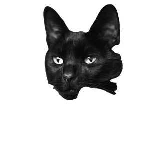 Black Cat In Gray Scale – cat PNG with transparent background