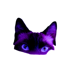 Black Cat In Pink Background – cat PNG with transparent background