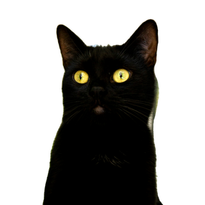 Black Cat In Tilt Shift Lens – cat PNG with transparent background