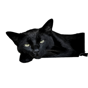 Black Cat Leaning On Ceramic Tile During Daytime – cat PNG with transparent background
