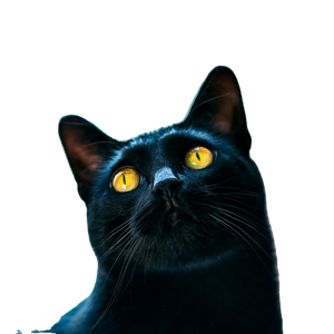 Black Cat Looking At The Camera – cat PNG with transparent background
