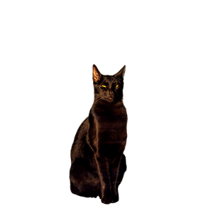 Black Cat On Black And White Carpet