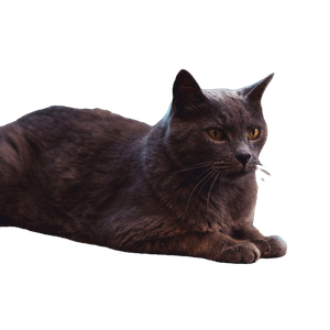 Black Cat On Brown Rock - Cat PNG image with transparent background