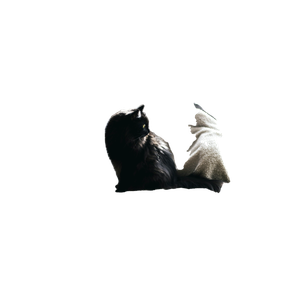 Related cat image: Black Cat On Gray Textile Over Black Chair