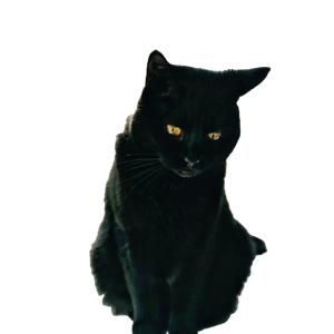 Black Cat On White Table - Cat PNG image with transparent background