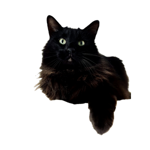 Black Cat On White Textile – cat PNG with transparent background