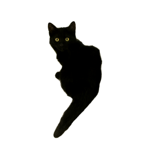 Black Cat On White Tree Trunk – cat PNG with transparent background