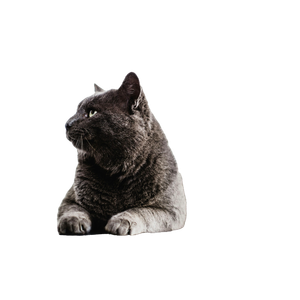 Black Cat Prone Lying On Surface – cat PNG with transparent background
