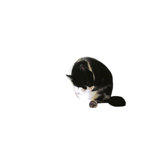Black Cat Scratching On Table – cat PNG with transparent background