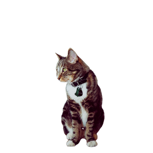 Black Cat Sitting On Grey Rug – cat PNG with transparent background