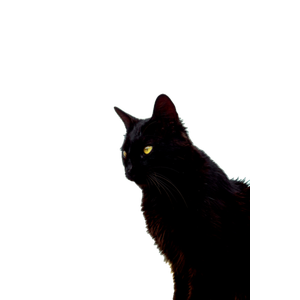Black Cat With White Background - Cat PNG image with transparent background