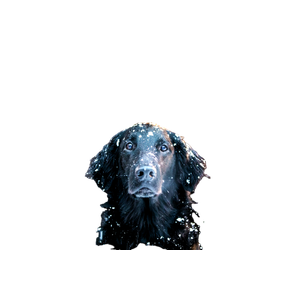 Black Coated Dog – cat PNG with transparent background