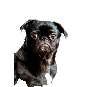 Black Coated Puppy – cat PNG with transparent background