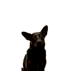 Black Dog – cat PNG with transparent background