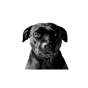 Black Dog – cat PNG with transparent background