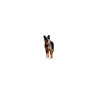 Black Dog Between Brown Bushes – cat PNG with transparent background