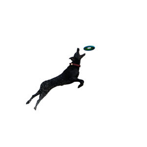 Black Dog Catching Frisbee