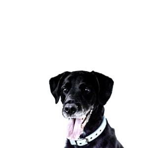 Black Dog Wearing Teal Collar – cat PNG with transparent background