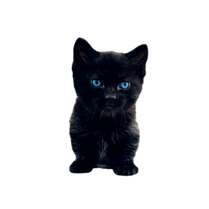 Black Kitten – cat PNG with transparent background