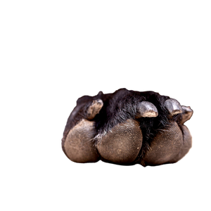 Black Paw – cat PNG with transparent background