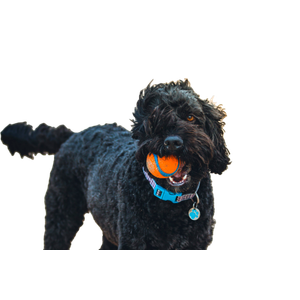Black Poodle Biting Orange Ball – cat PNG with transparent background