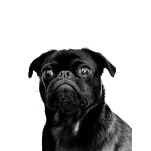 Black Pug – cat PNG with transparent background