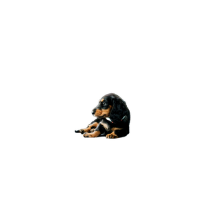 Black Puppy On Blue Padded Couch – cat PNG with transparent background