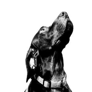 Black Short Coated Large Dog – cat PNG with transparent background